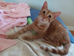 Lost Male Cat last seen Stewart Blvd and 5 Miles, Alton TX 78573, Alton, TX 78573