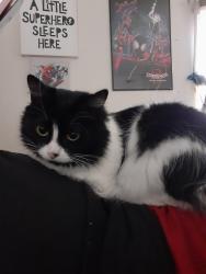 Lost Female Cat last seen Heb, San Antonio, TX 78238