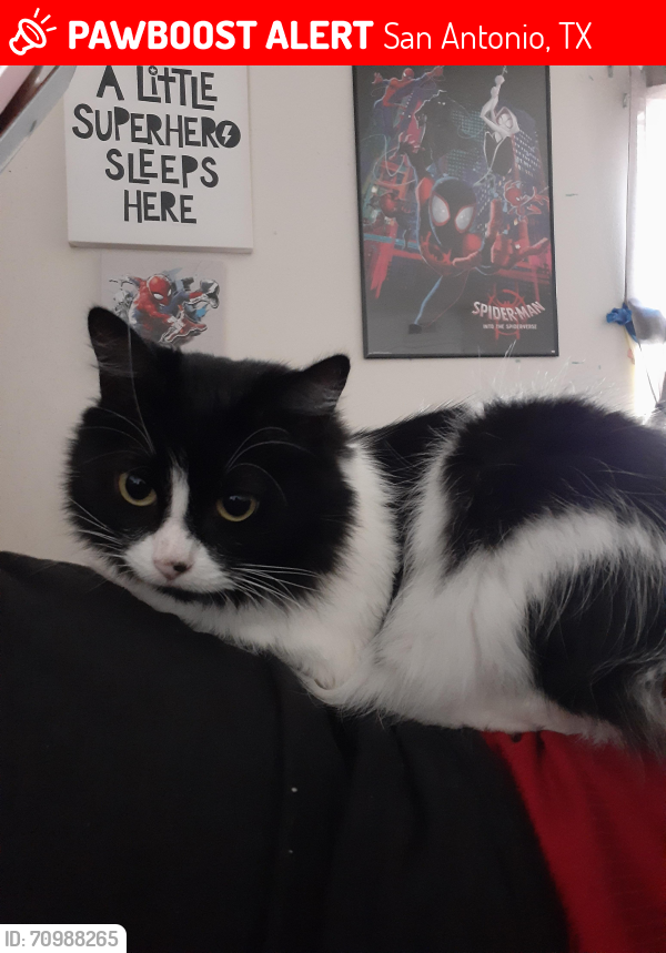 Lost Female Cat last seen Heb, San Antonio, TX 78238