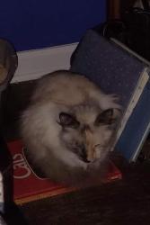Lost Female Cat last seen Dolomite Dr, autryville, Cape Fear, NC 28318