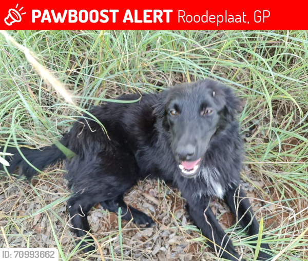 Lost Female Dog last seen HJG transport /Sand G40 Boekenhoutskloof east R451 Cullinan road and Bravo road 24 Matalla Talla kameelfontein, Cullinan, GP 1000