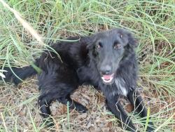 Lost Female Dog last seen HJG transport /Sand G40 Boekenhoutskloof east R451 Cullinan road and Bravo road 24 Matalla Talla kameelfontein, Cullinan, GP 1000