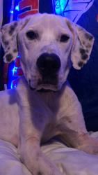 Lost Male Dog last seen By burger king, Blountville, TN 37617