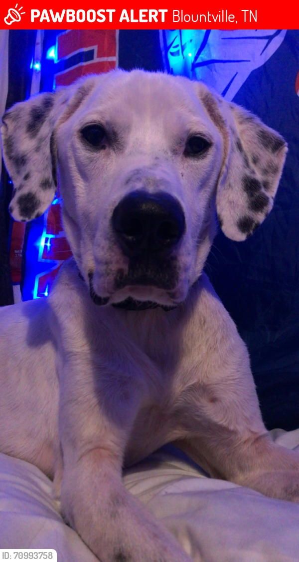 Lost Male Dog last seen By burger king, Blountville, TN 37617