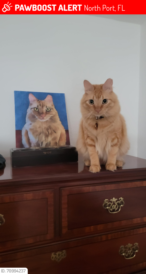 Lost Male Cat last seen Imbe , North Port, FL 34286