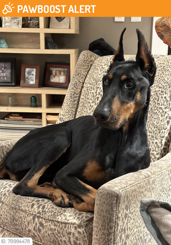 Rehomed Male Dog last seen Willow Creek rd, Buncombe County, NC 28748