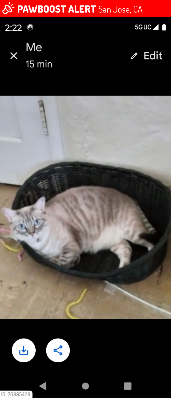 Lost Female Cat last seen Near n Claremont , San Jose, CA 95127
