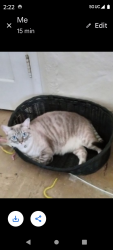 Lost Female Cat last seen Near n Claremont , San Jose, CA 95127