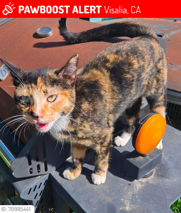 Lost Female Cat last seen Farmersville Blvd , Visalia, CA 93292