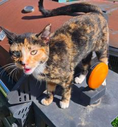 Lost Female Cat last seen Farmersville Blvd , Visalia, CA 93292