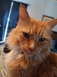 Lost Male Cat last seen Butler and helm. , Fresno, CA 93888