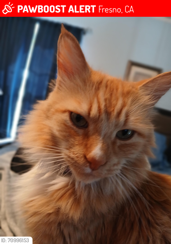 Lost Male Cat last seen Butler and helm. , Fresno, CA 93888