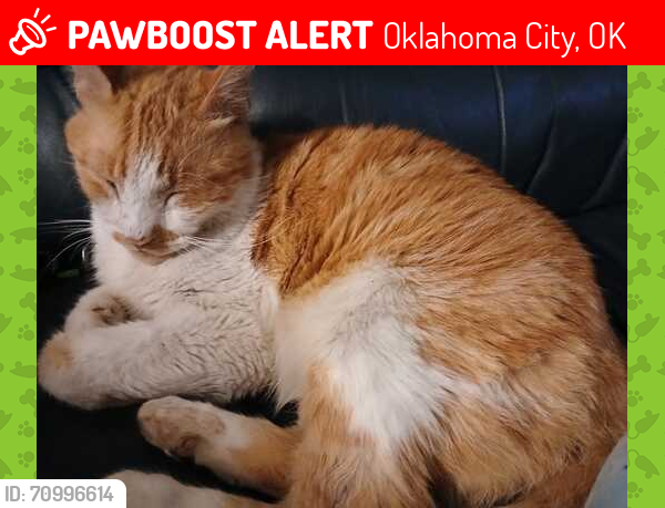 Lost Male Cat last seen Sw 36th and agnew, Oklahoma City, OK 73119