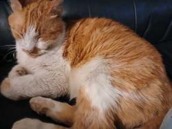Lost Male Cat last seen Sw 36th and agnew, Oklahoma City, OK 73119