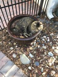 Lost Male Cat last seen Temple Terrace Mission Hills and 56th, Temple Terrace, FL 33617