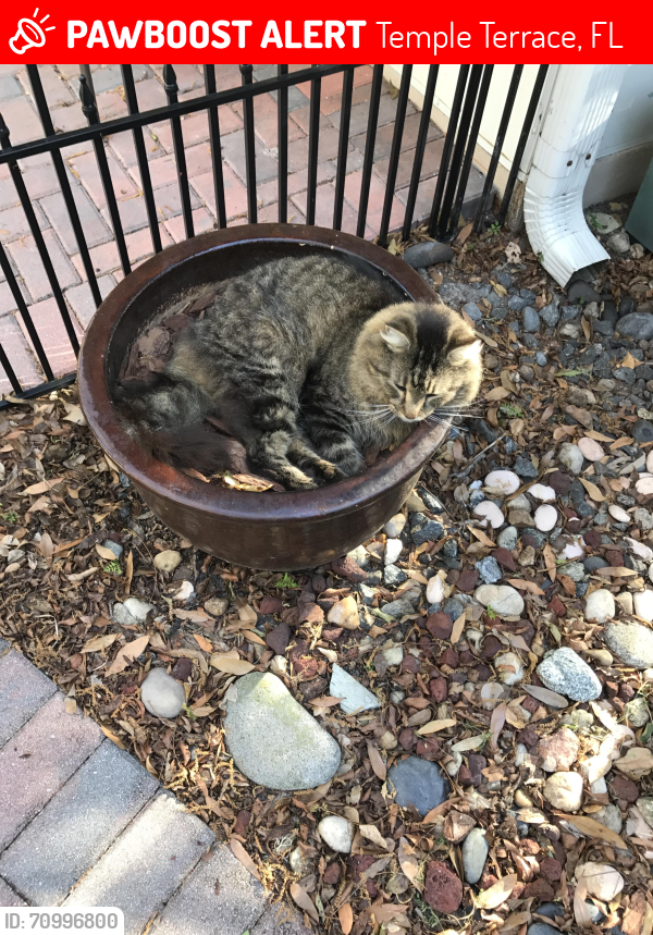 Lost Male Cat last seen Temple Terrace Mission Hills and 56th, Temple Terrace, FL 33617