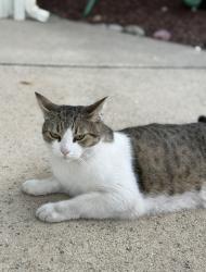Lost Male Cat last seen Pintail Way, Lincoln, Lincoln, CA 95648