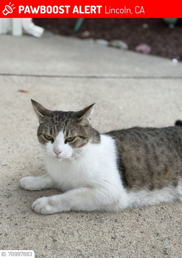 Lost Male Cat last seen Pintail Way, Lincoln, Lincoln, CA 95648