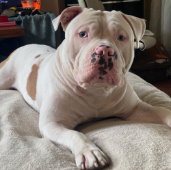 Lost Male Dog last seen Near e tropicana ave las vegas nv 89109, Las Vegas, NV 89109
