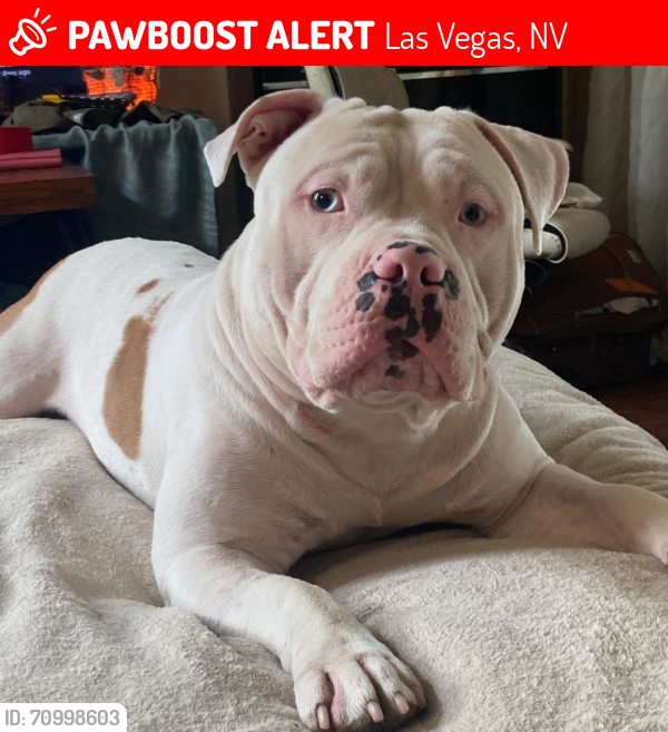 Lost Male Dog last seen Near e tropicana ave las vegas nv 89109, Las Vegas, NV 89109