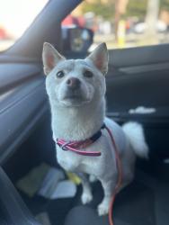 Reunited Female Dog last seen San Fernando x Colorado, Glendale, CA 91204
