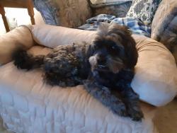 Lost Male Dog last seen Oriole Dr between Cleveland and Wacker. Sighting on W Prospect near Rossman Elementary , Hartford, WI 53027