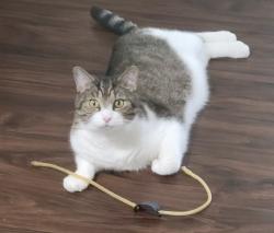 Lost Male Cat last seen Near NW 166th Place   High Springs, Florida, High Springs, FL 32643