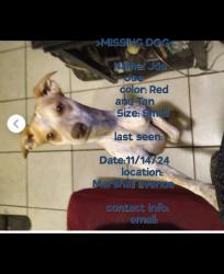 Lost Male Dog last seen California st and MLK st, Modesto, CA 95351