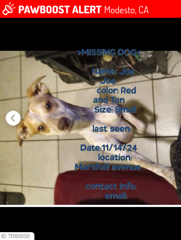 Lost Male Dog last seen California st and MLK st, Modesto, CA 95351