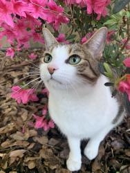Lost Male Cat last seen Lynn Creek Hills, Grand Prairie, TX 75052