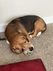 Lost Male Dog last seen Bryan Park area, Browns Summit, NC 27214