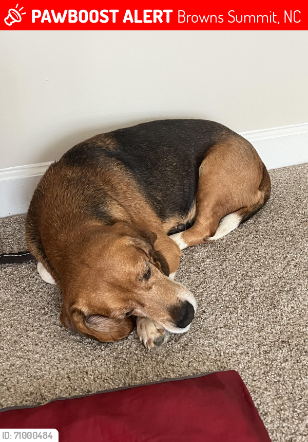 Lost Male Dog last seen Bryan Park area, Browns Summit, NC 27214