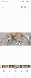 Lost Male Cat last seen Columbus 22nd, Tucson, AZ 85711