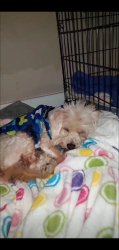 Reunited Male Dog last seen S 272nd Street, Kent, WA 98031