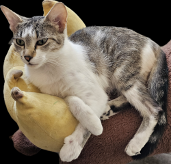 Lost Female Cat last seen Novarese & Summer Ave, Memphis, TN 38122
