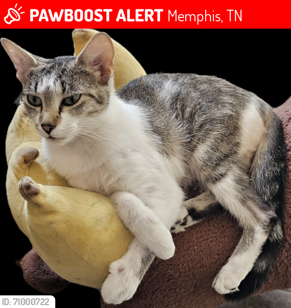 Lost Female Cat last seen Novarese & Summer Ave, Memphis, TN 38122