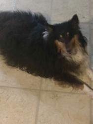 Lost Male Dog last seen Near Gelding  Lane Asheville NC , Asheville, NC 28806