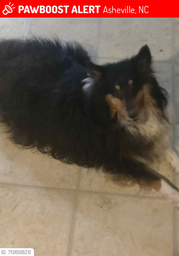Lost Male Dog last seen Near Gelding  Lane Asheville NC , Asheville, NC 28806