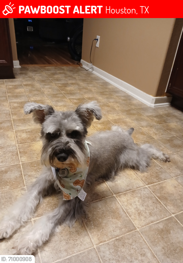 Lost Male Dog last seen Maple Ridge Place and Magnolua Hill Trl., Houston, TX 77038