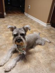 Lost Male Dog last seen Maple Ridge Place and Magnolua Hill Trl., Houston, TX 77038