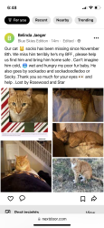 Lost Male Cat last seen Starr and Rosewood Newman Lake , Newman Lake, WA 99025