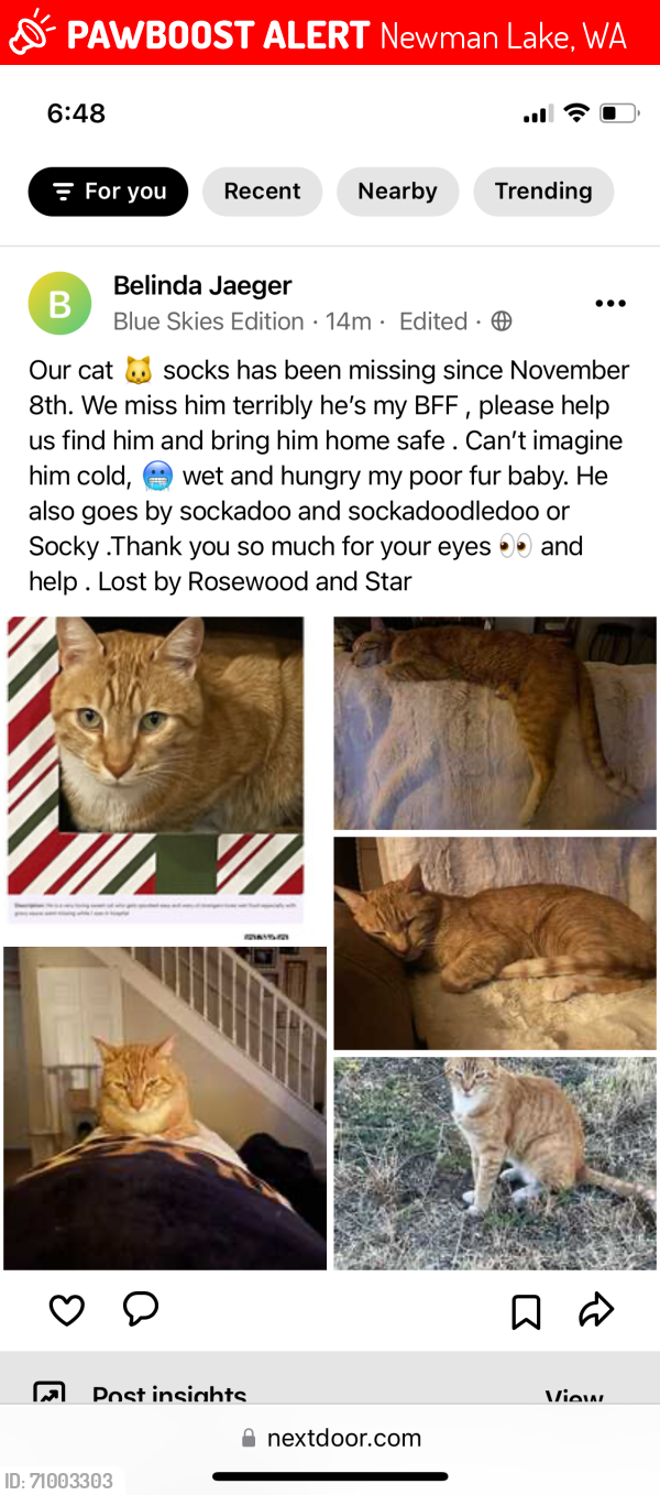 Lost Male Cat last seen Starr and Rosewood Newman Lake, Newman Lake, WA 99025