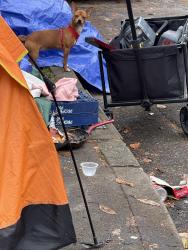 Reunited Female Dog last seen NE 146th Ave & E Burnside St, Portland, OR 97233, USA, Portland, OR 97233