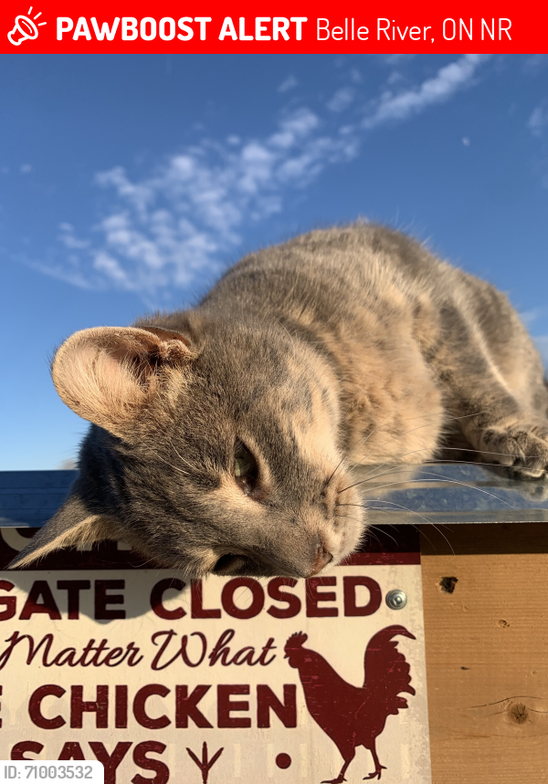 Lost Male Cat last seen See Custom Message, Belle River, ON N0R