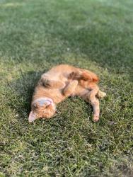 Lost Female Cat last seen Center Street & Oak View Dr, Waukesha, WI 53189