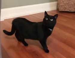 Lost Female Cat last seen Cypress Point Way, Virginia Beach, VA 23455