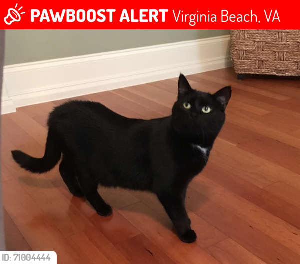 Lost Female Cat last seen Cypress Point Way, Virginia Beach, VA 23455