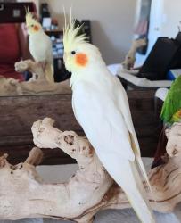 Lost Female Bird last seen Trautwein Rd and Jesse Ln, Riverside, CA 92508