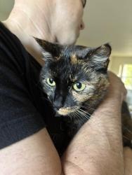 Lost Female Cat last seen Park Place Road, Benson, NC 27504