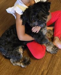 Lost Female Dog last seen Lackland AFB, Lackland Air Force Base, TX 78236